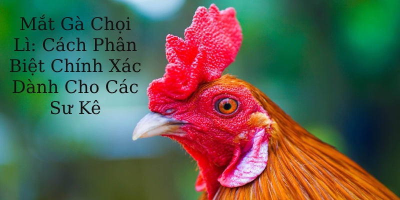 Mắt gà chọi lì