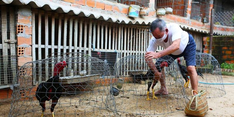 Quy trình chăm sóc, nuôi dưỡng cho thần kê vảy huyền trâm