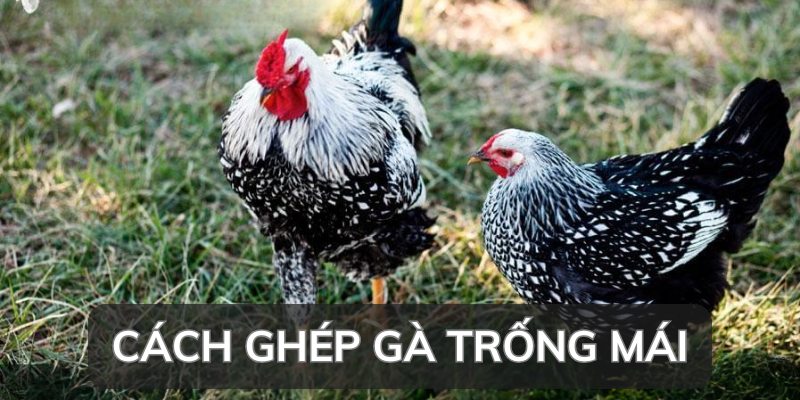 Cách Ghép Gà Trống Mái