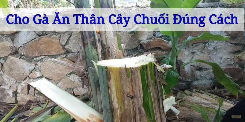 Cho gà ăn thân cây chuối đúng cách