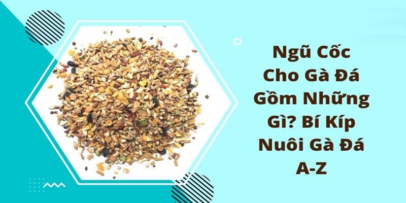 Ngũ cốc đá gà gồm những gì