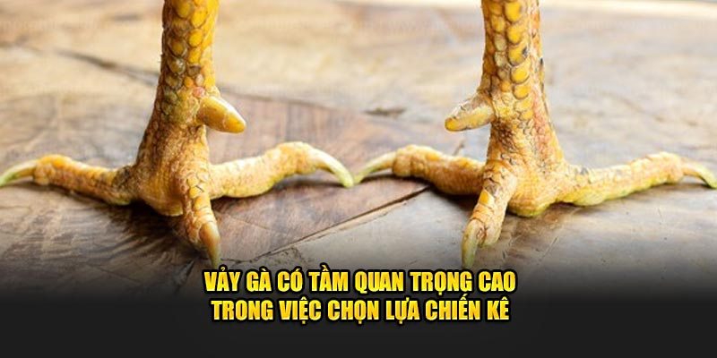 Tầm quan trọng của vảy gà quý hiếm