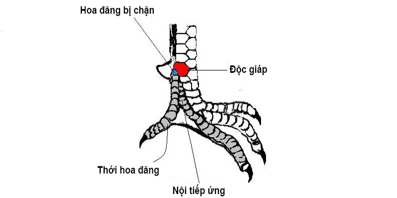 Giới thiệu về đặc điểm nhận diện