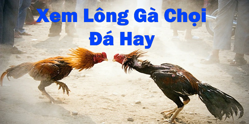 xem lông gà chọi đá hay