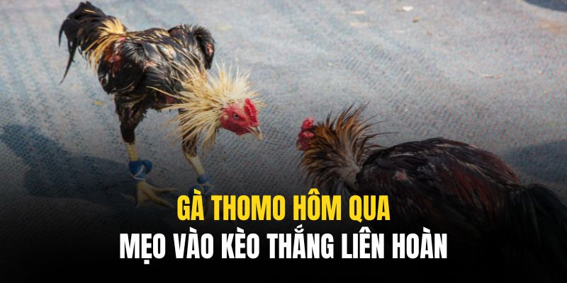 Nắm rõ các bí quyết để tìm ra chiến thuật dự đoán gà Thomo hôm qua