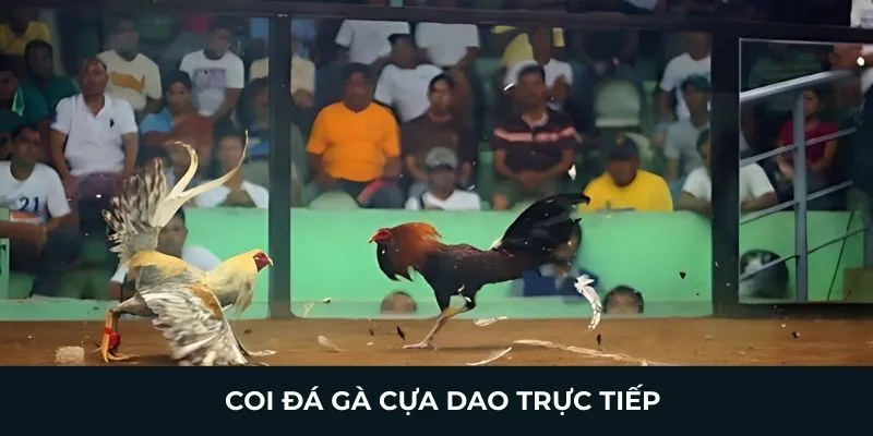 Coi đá gà cựa dao trực tiế