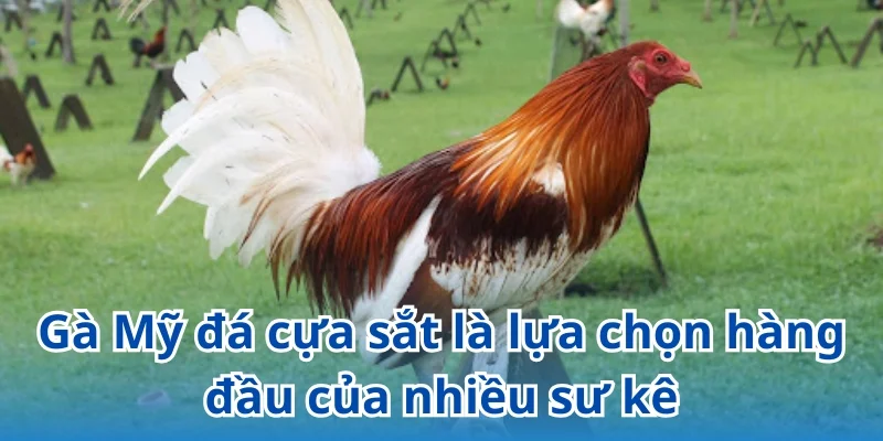 Gà Mỹ đá cựa sắt là lựa chọn hàng đầu của nhiều sư kê