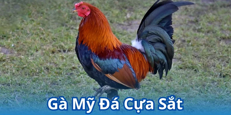 Gà Mỹ đá cựa sắt