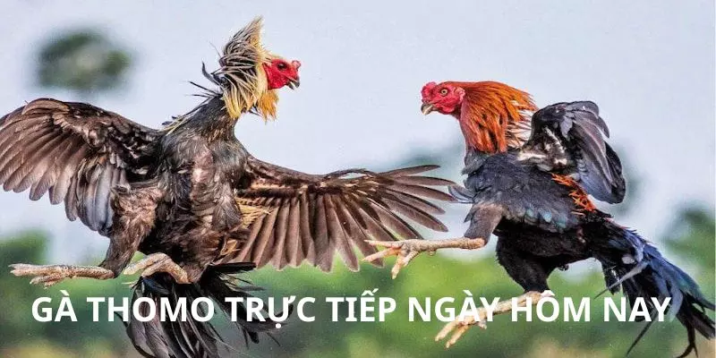 gà Thomo trực tiếp ngày hôm nay