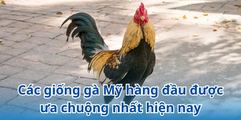 Giới thiệu các dòng gà Mỹ đá cựa sắt được ưa chuộng nhất thị trường