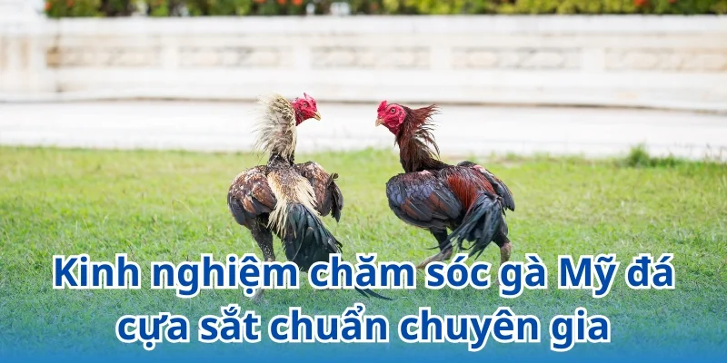 Hướng dẫn cách chăm nuôi gà Mỹ đạt chuẩn chuyên gia