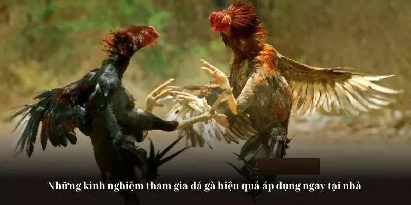 Những kinh nghiệm tham gia đá gà hiệu quả áp dụng ngay tại nhà