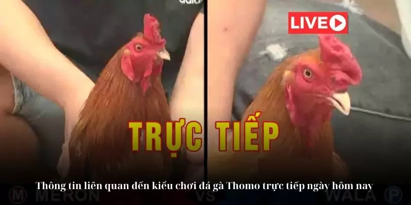 Thông tin liên quan đến kiểu chơi đá gà Thomo trực tiếp ngày hôm nay